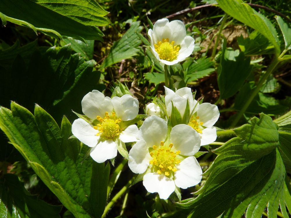 FRAISIER EN FLEUR