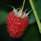 Framboise