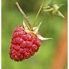 framboise