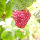 framboise exquise