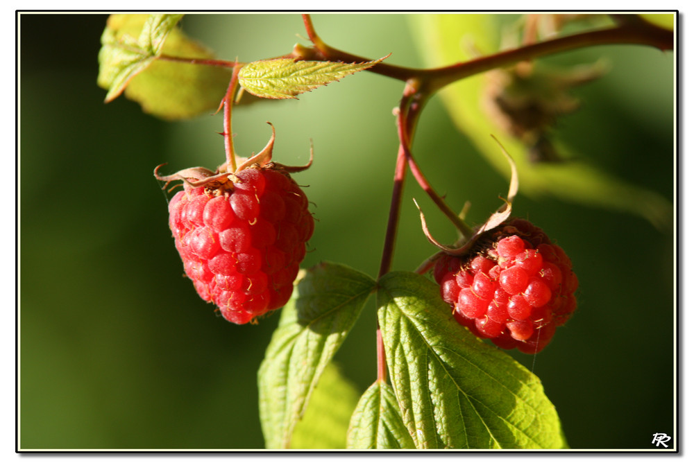 Framboises