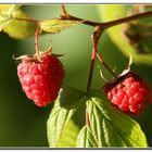 Framboises