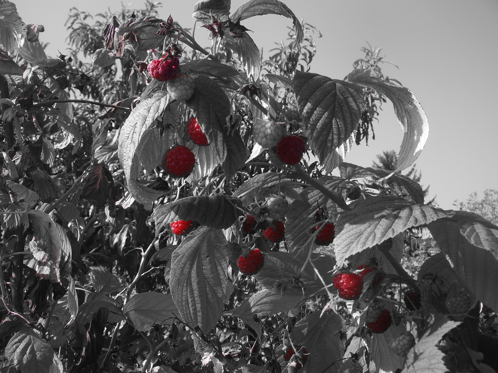 Framboises