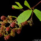 Framboises sauvages.