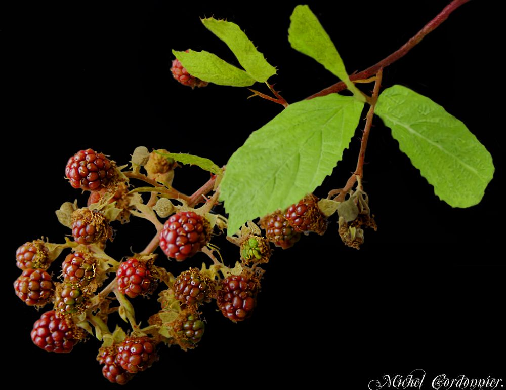 Framboises sauvages.