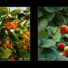 Frambuesas y fresas de Lepe