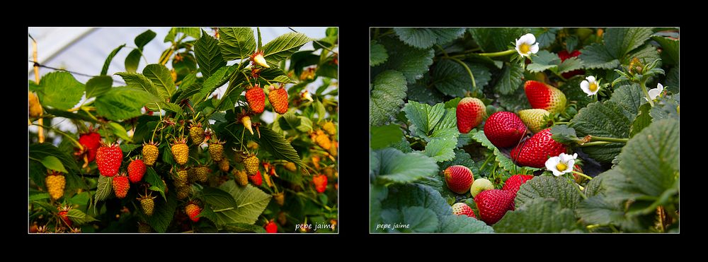 Frambuesas y fresas de Lepe