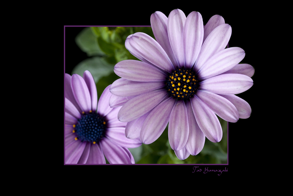 Framed Flower