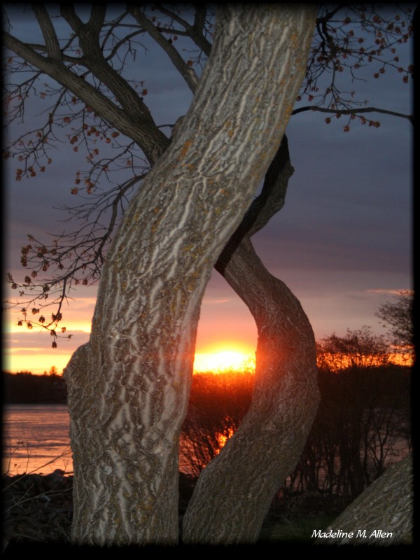 Framed Trees