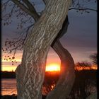 Framed Trees