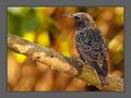 FRAMED XIII ( Starling ) by Fons van Swaal