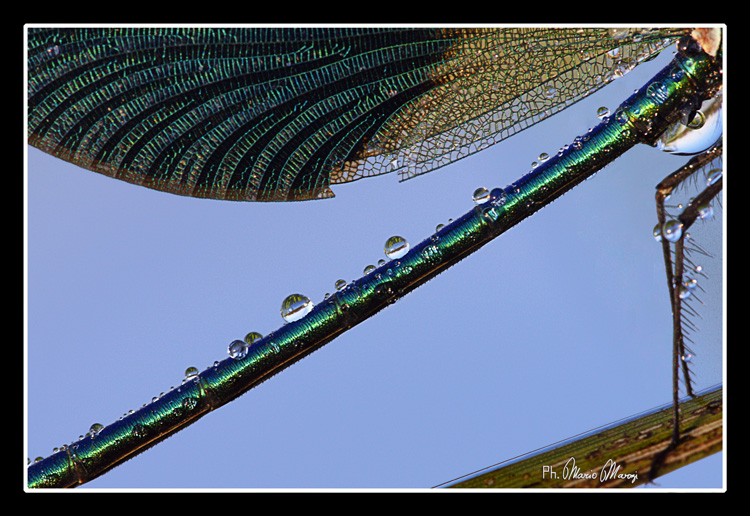 Frammento di libellula - Calopteryx haemorrhoidalis