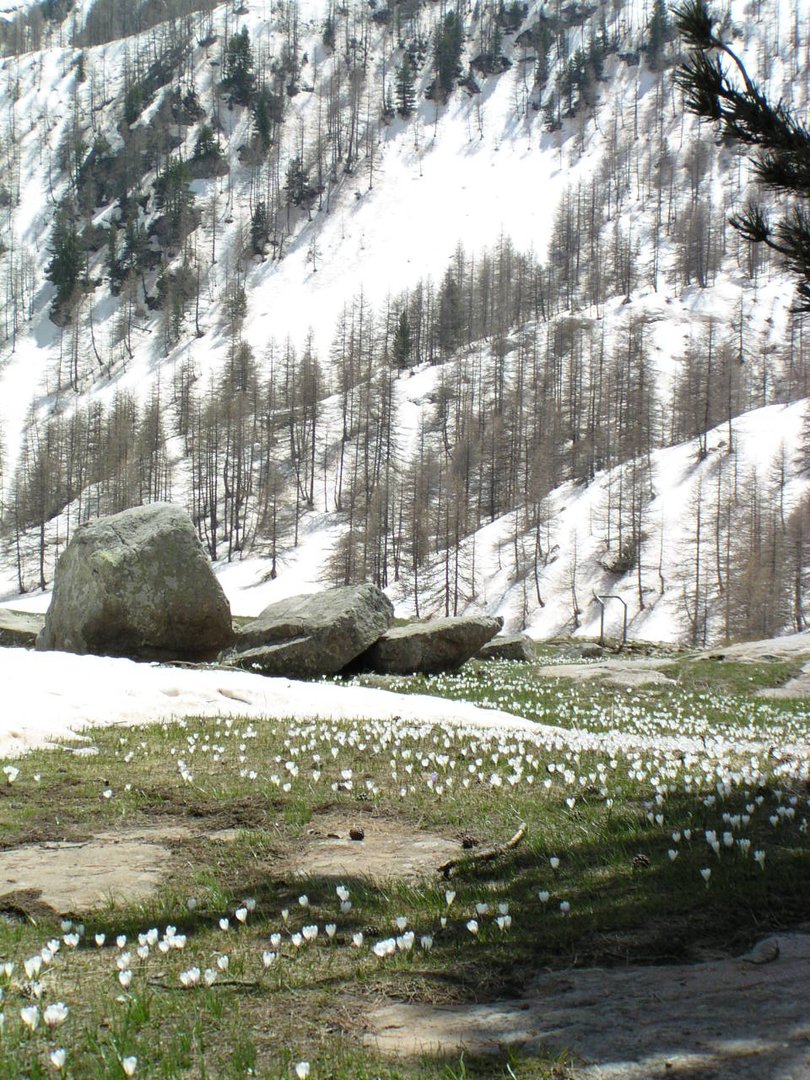 France, Alpes de Haute-Provence, au dessous du Lac d'Allos