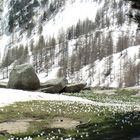 France, Alpes de Haute-Provence, au dessous du Lac d'Allos