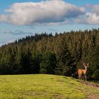 Franche Comté