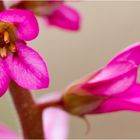 Francoa sonchifolia im Deteil