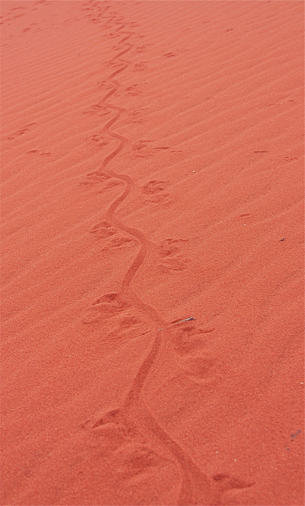 Francois Peron NP / Western Australia