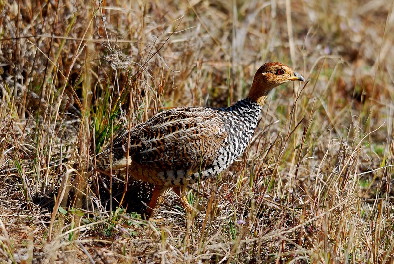 Francolin koki