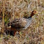 Francolin koki