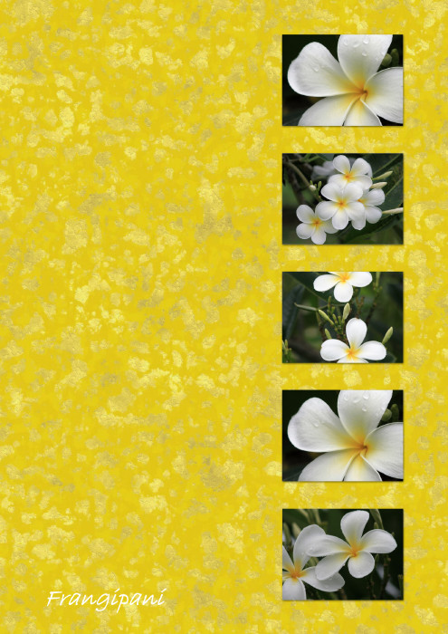 Frangipani