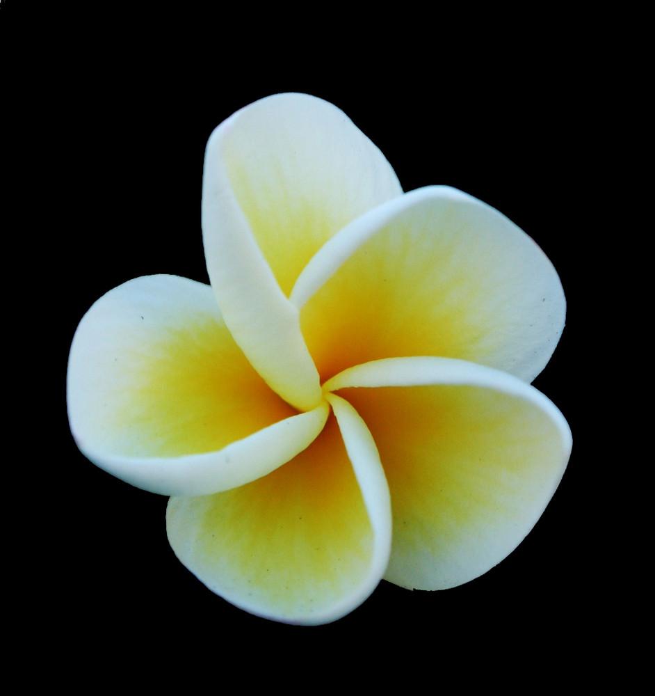 Frangipani