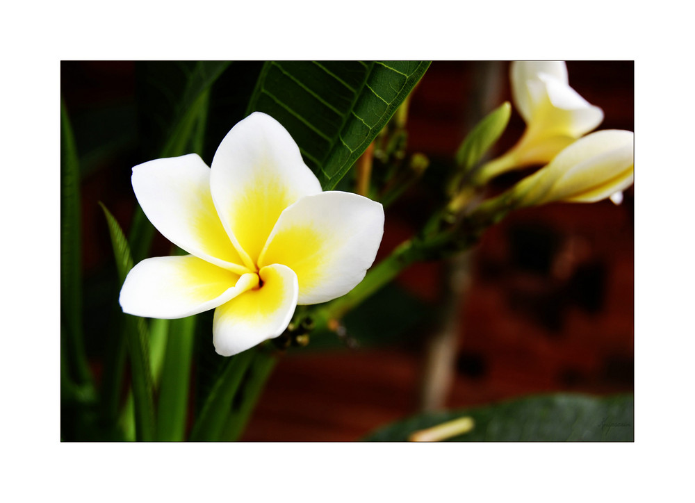 Frangipani