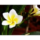 Frangipani