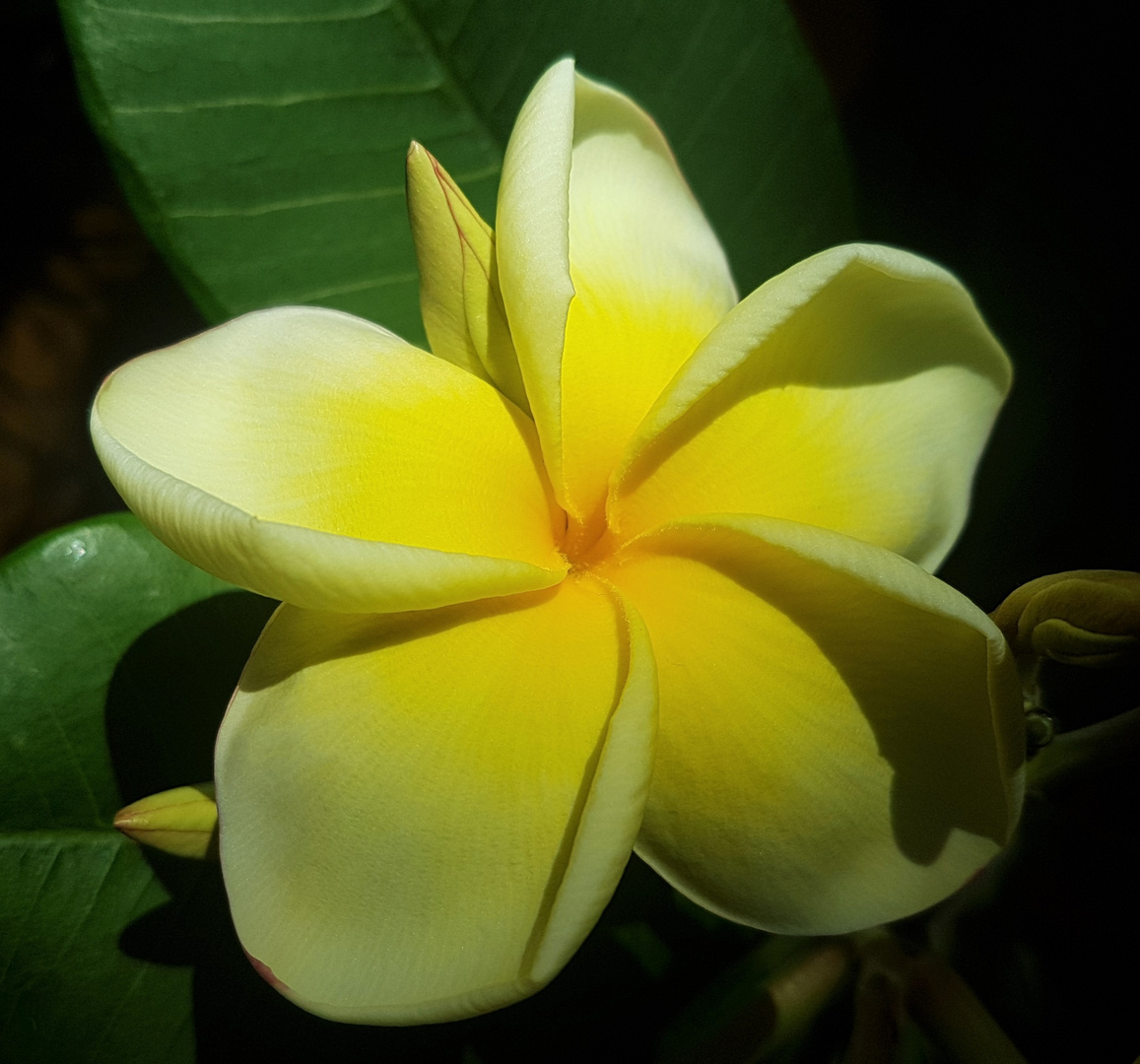 Frangipani