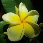 Frangipani