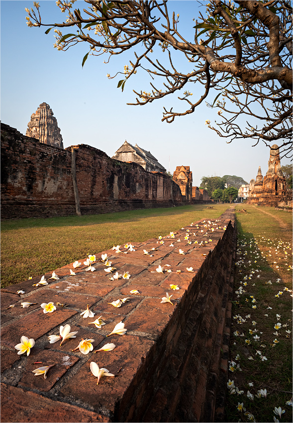 frangipani