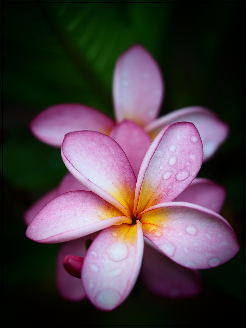 Frangipani 1