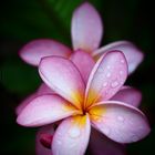 Frangipani 1