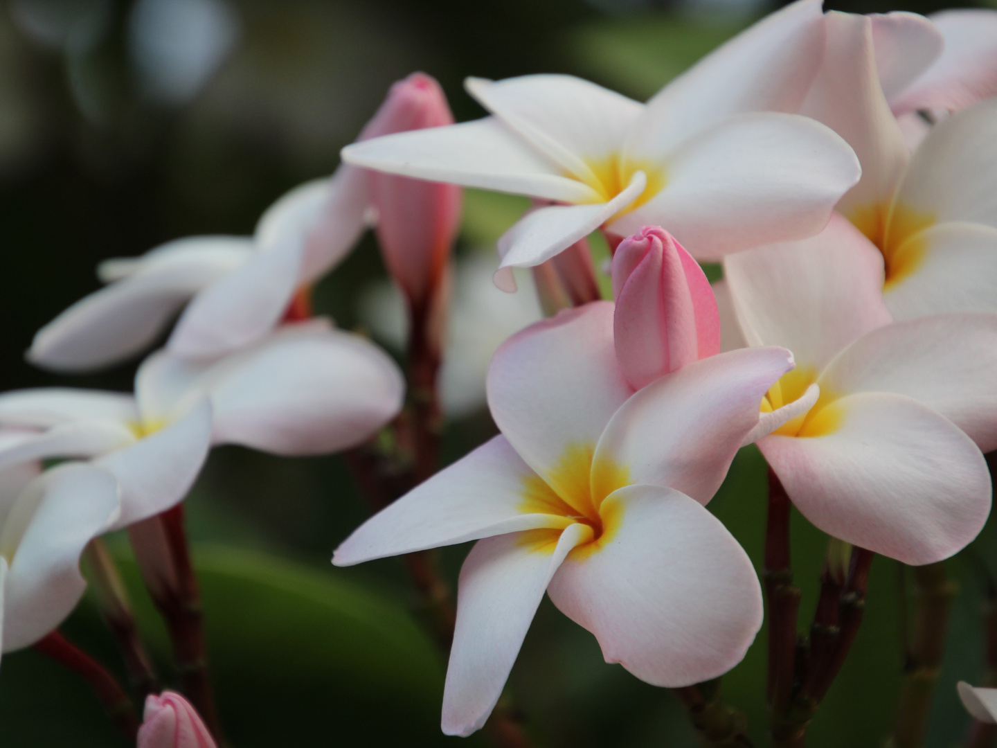 Frangipani