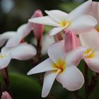 Frangipani