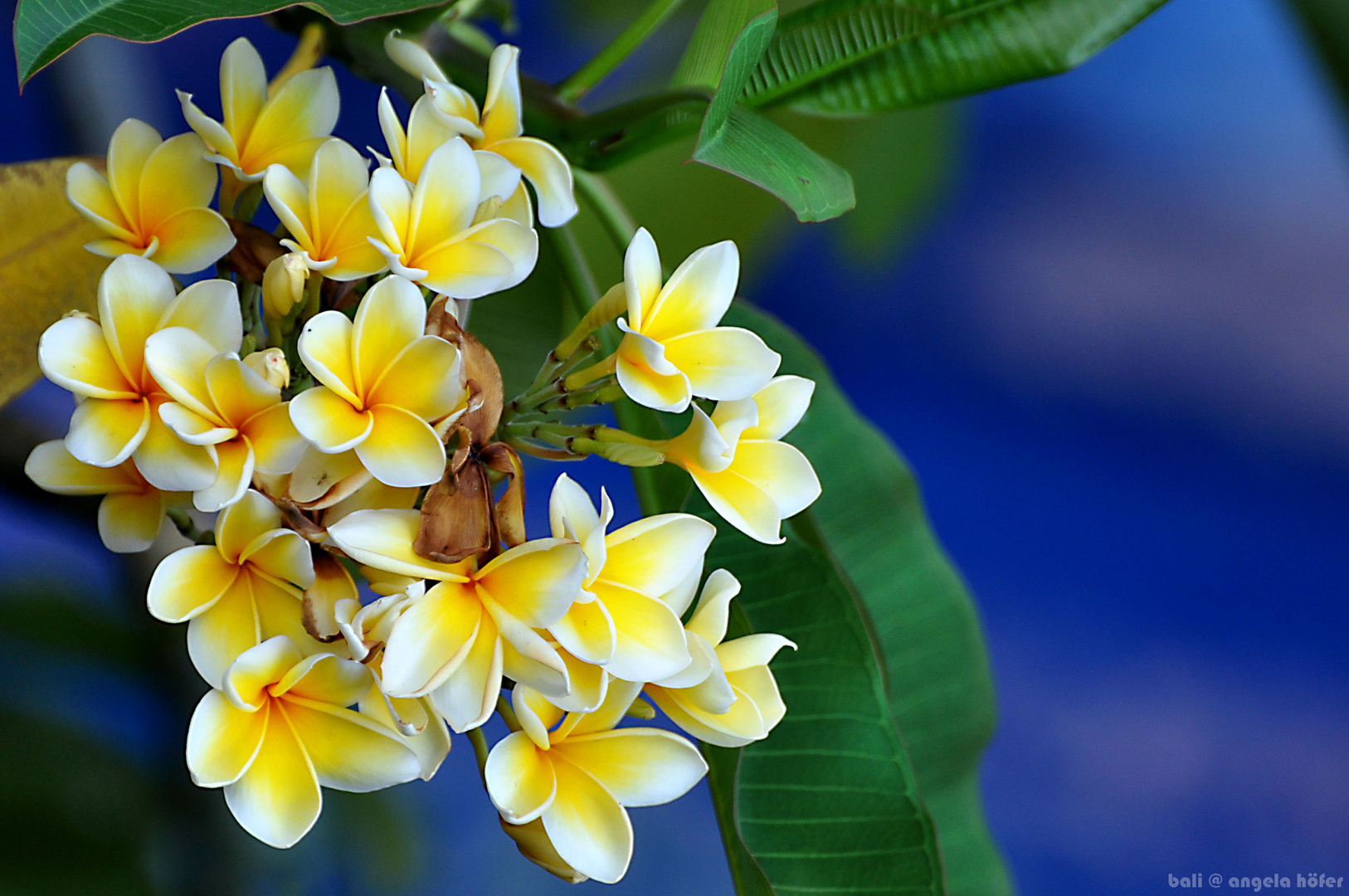 frangipani