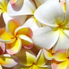 Frangipani