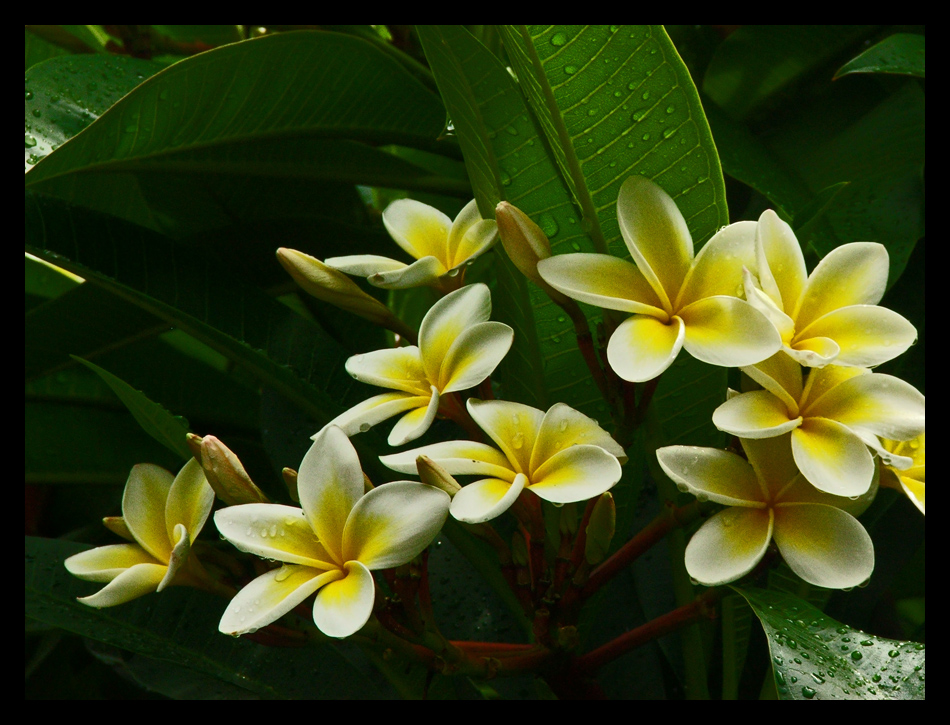 Frangipani