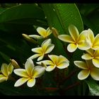 Frangipani