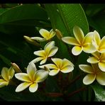 Frangipani