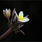 Frangipani