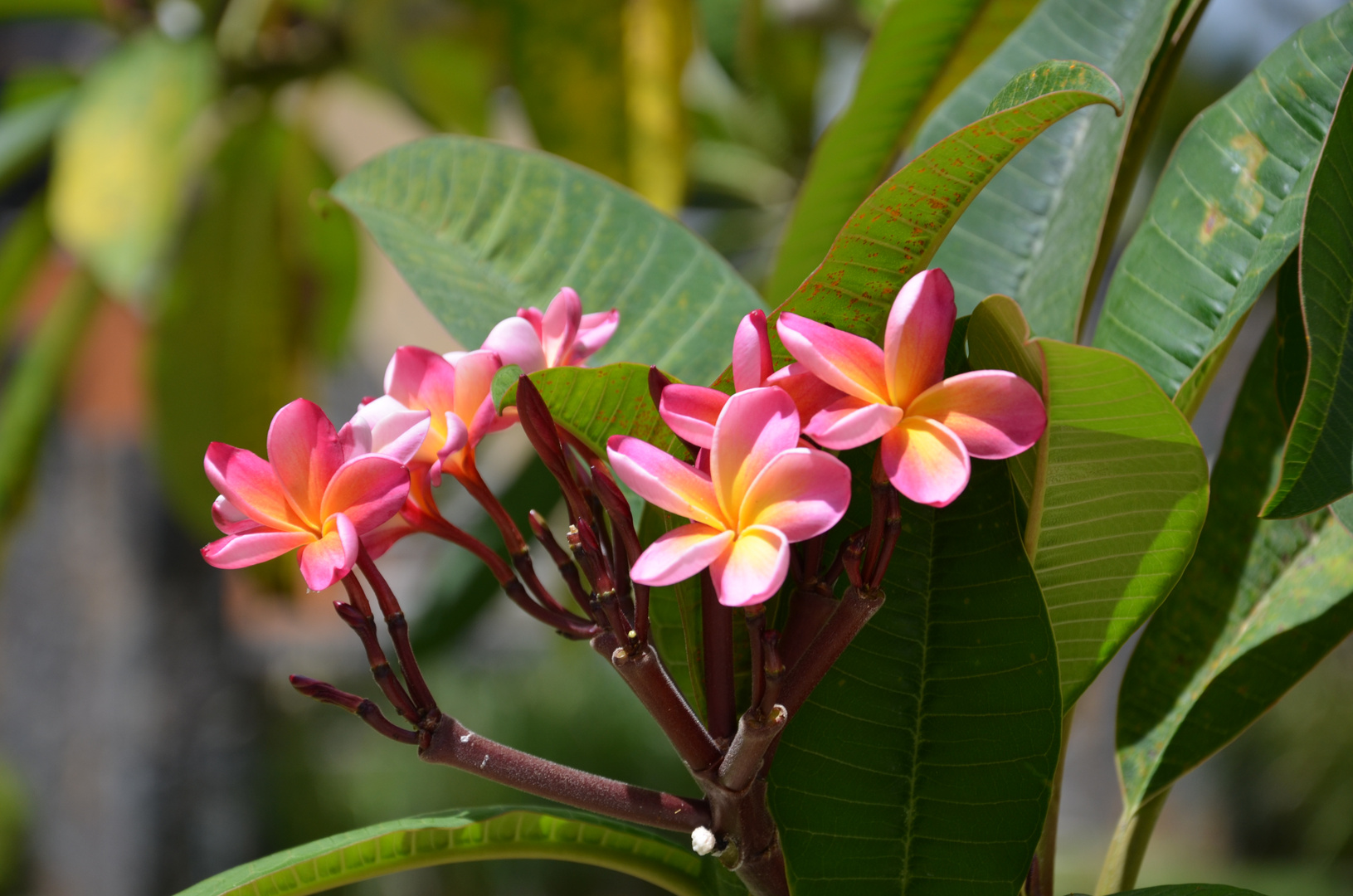 Frangipani