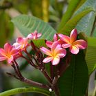 Frangipani