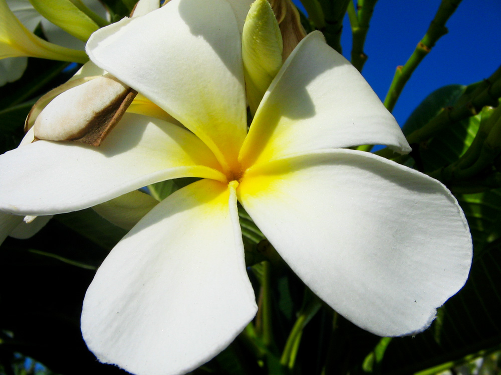 Frangipani