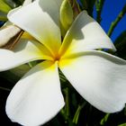 Frangipani