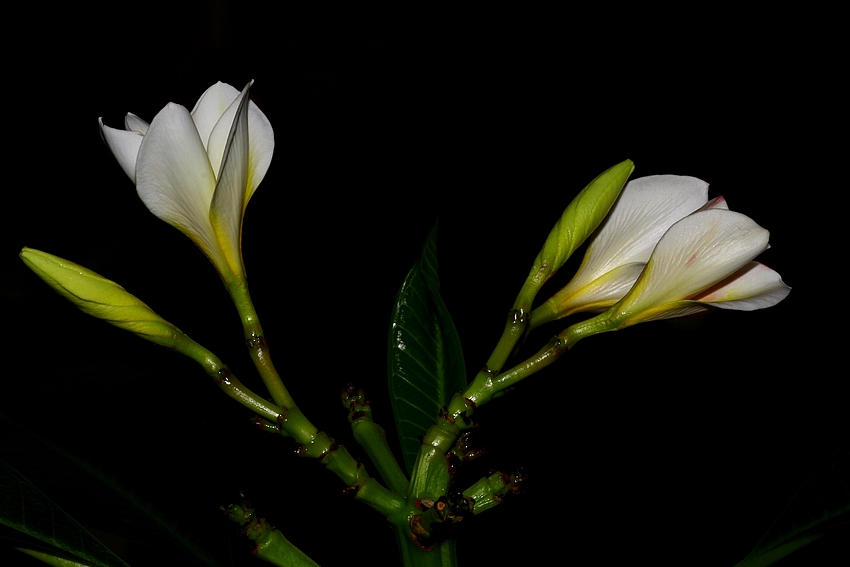 Frangipani 2