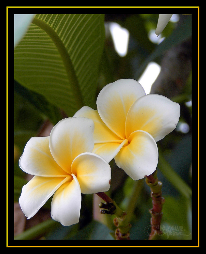 Frangipani