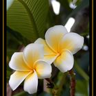 Frangipani