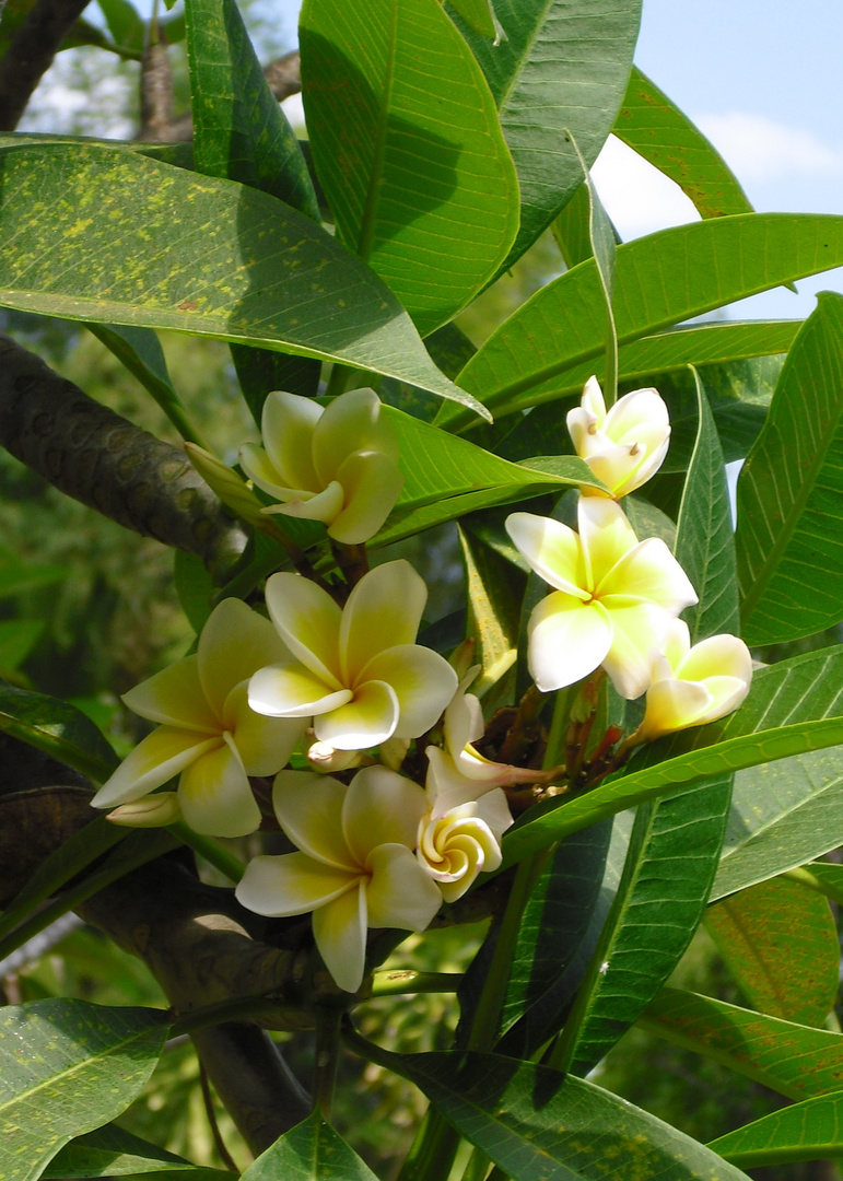 Frangipani