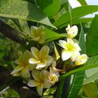 Frangipani