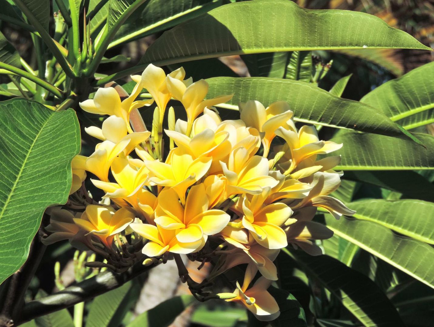 *Frangipani